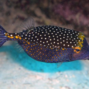 boxfish