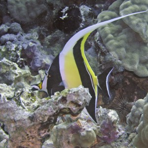 hiding moorish idol