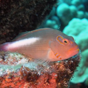 goby