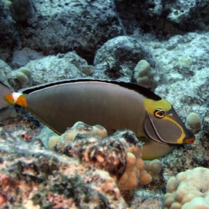 triggerfish