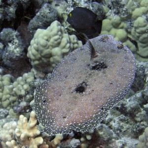 peacock flounder