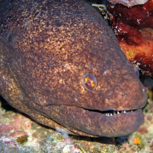 eel