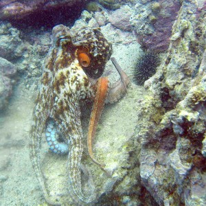Octopus Tutakaka Harbour