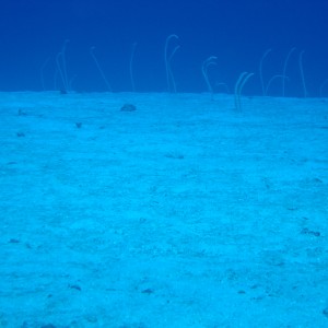 garden eels check us out