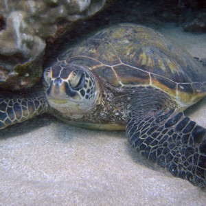green turtle at airport beach