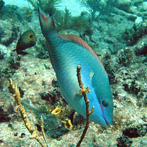 Parrot Fish