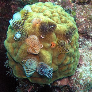 Xmas Tree Worms