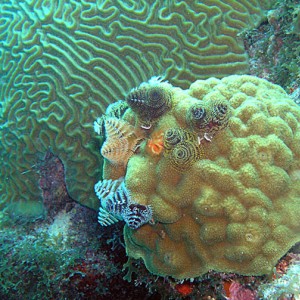 Xmas Tree Worms