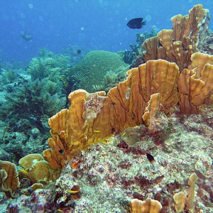 Reef