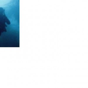 Kelp Diving - Channel Islands