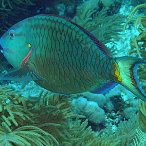 Parrot_Fish_7