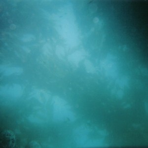 Kelp forest