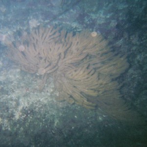 Sea Fan