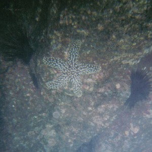 Starfish &   Urchins