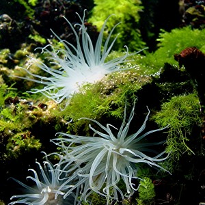 Freshwater anenome Jellyfish lake
