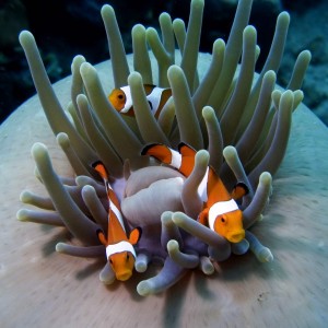 False Clown Fish