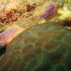 Goby