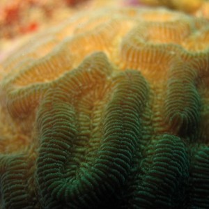 Coral 2