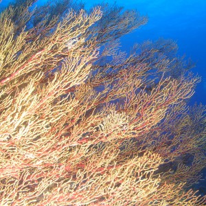 TUBBATAHA REEF