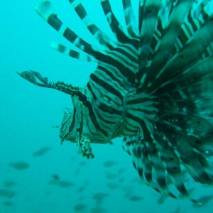 Lionfish-close-thailand