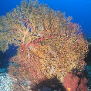 Tubbataha Corals