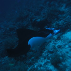 Mantas at Tubbataha