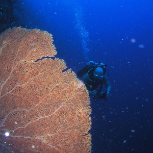 Tubbataha Giant Funs