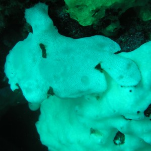 Juvenile Frog Fish