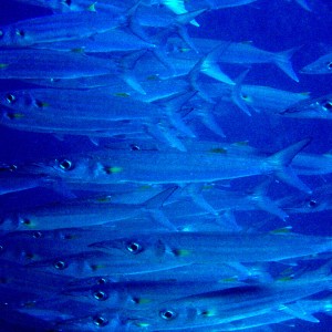 Bigeye Barracuda