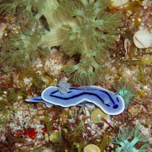 Nudibranch