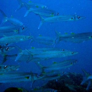 Sawtooth Barracuda