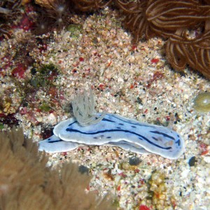 Nudibranch