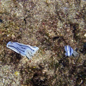 Two Nudibranchs