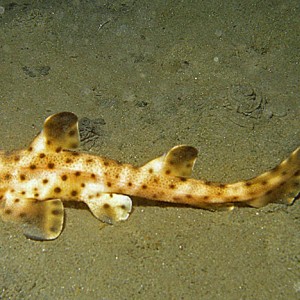 Juvenile Horn Shark