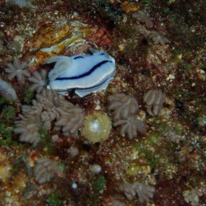 Nudibranch in Current