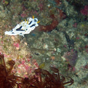 Nudibranch