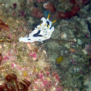 Nudibranch