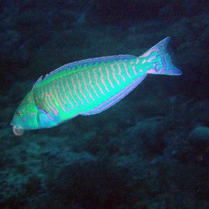 Which Wrasse?