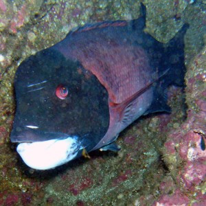 Male Sheephead