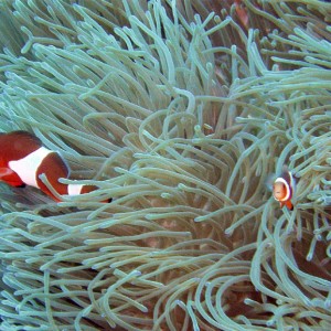 Nemo Family