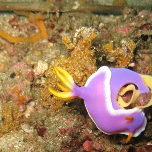 Nudi Up Close