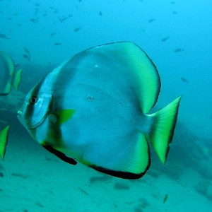 Batfish