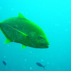 Golden Trevally