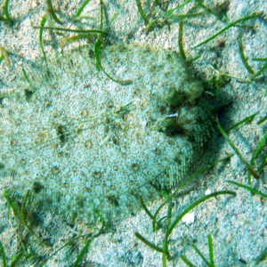 Leopard Flounder