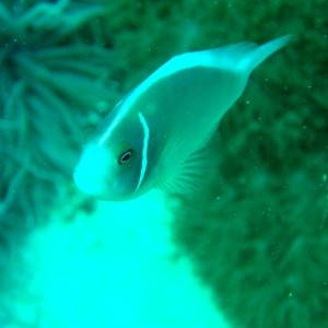 Pink Anemonefish