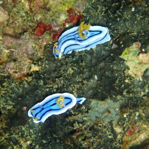 Two Nudibranchs