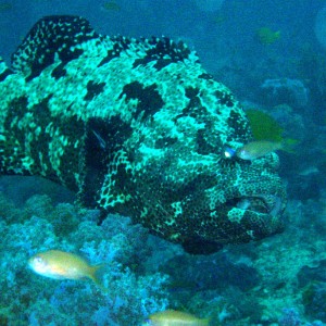 Grouper