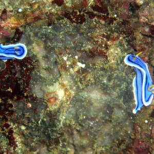 Nudibranchs