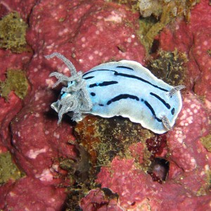 Nudibranch