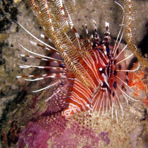 Lionfish